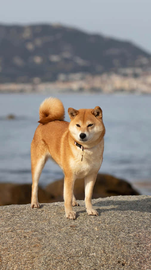 Shiba Inu By The Sea Wallpaper