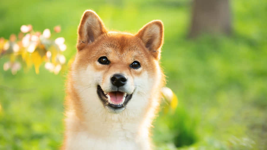 Shiba Inu Dog Outdoors Wallpaper