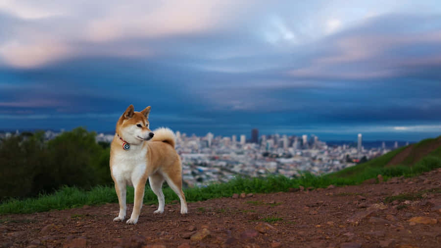 Shiba Inu Dog With Cityscape Wallpaper
