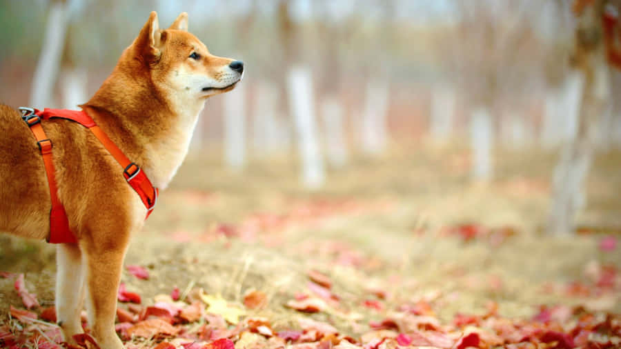 Shiba Inu In Autumn Forest Wallpaper
