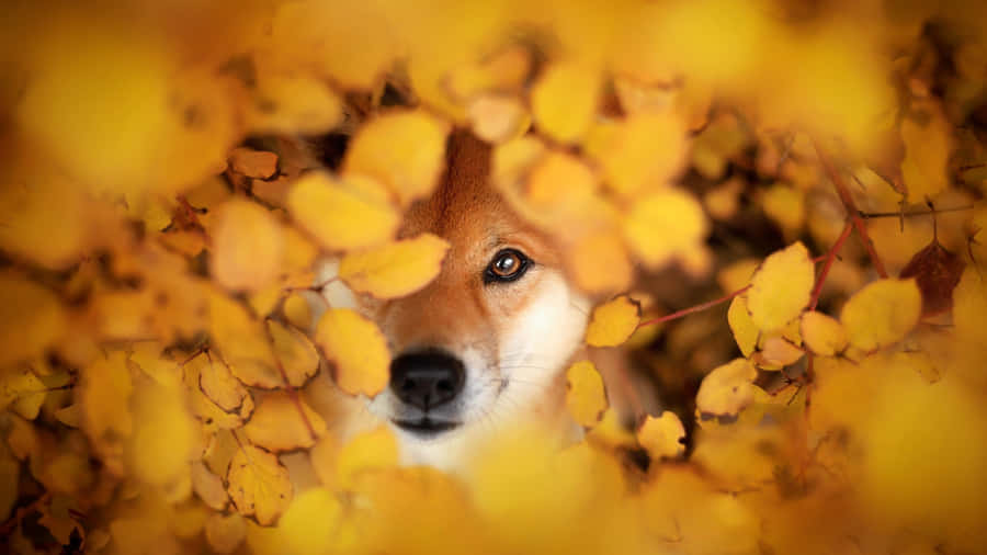 Shiba Inu In Autumn Leaves Wallpaper