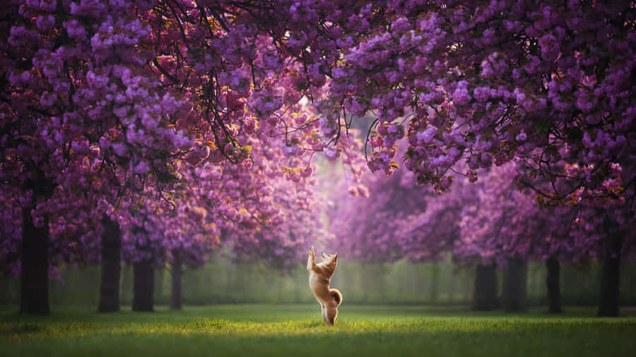 Shiba Inu In Cherry Blossom Park Wallpaper