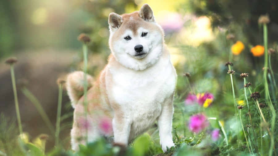 Shiba Inu In Flower Garden Wallpaper