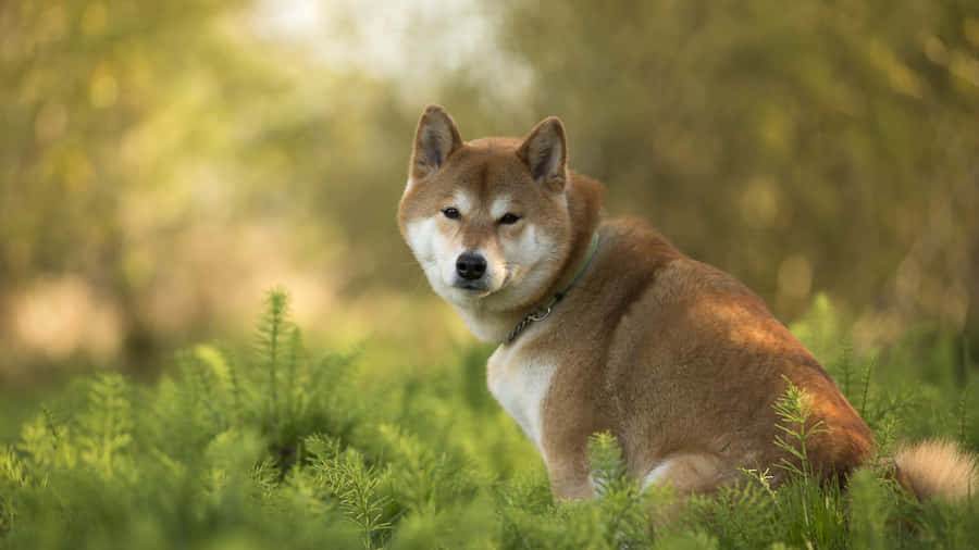 Shiba Inu In Natural Habitat Wallpaper