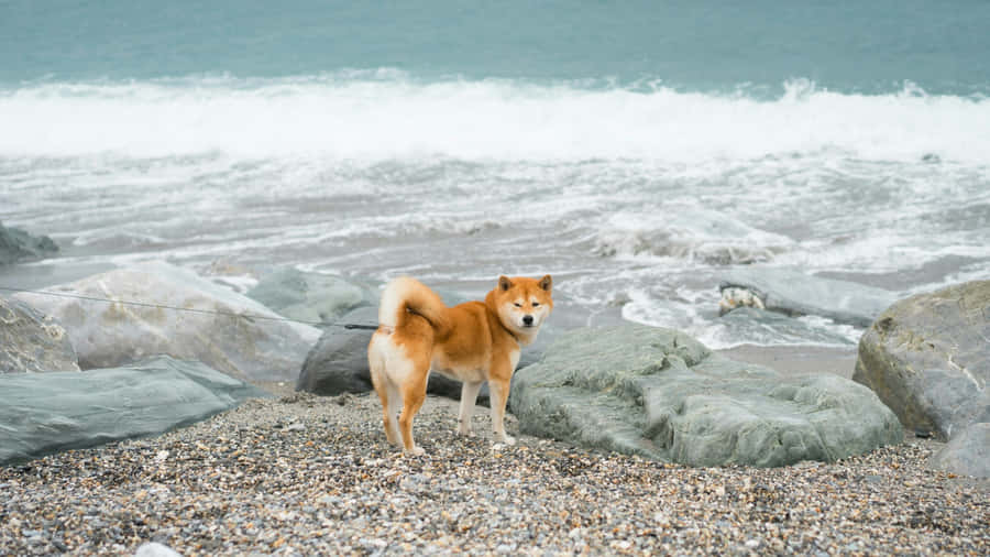 Shiba Inu On Rocky Beach Wallpaper