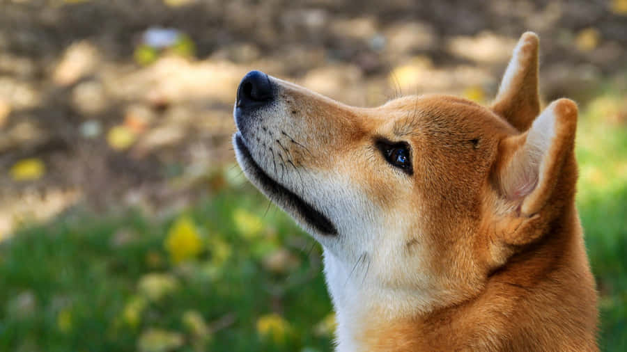 Shiba Inu Profile Closeup Wallpaper