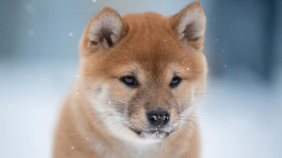 Shiba Inu Puppy In Snow Wallpaper