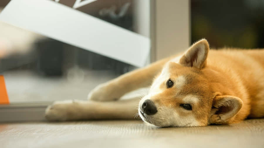 Shiba Inu Relaxing Indoors Wallpaper