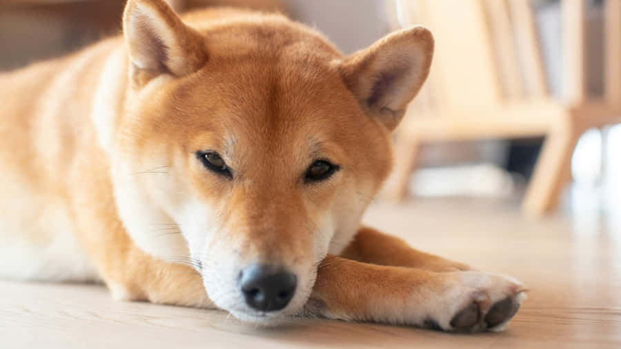 Shiba Inu Relaxing Indoors Wallpaper