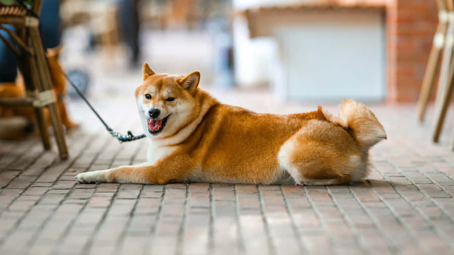 Shiba Inu Relaxing Outdoors Wallpaper