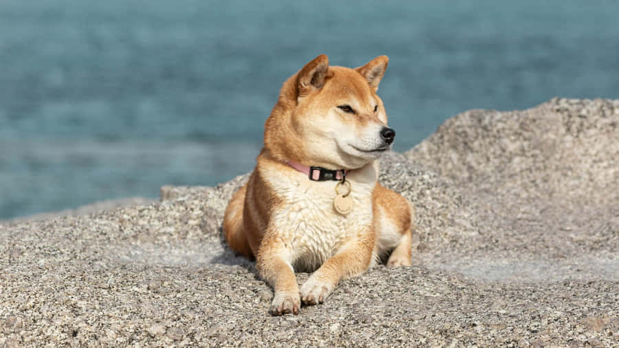 Shiba Inu Relaxing Outdoors Wallpaper