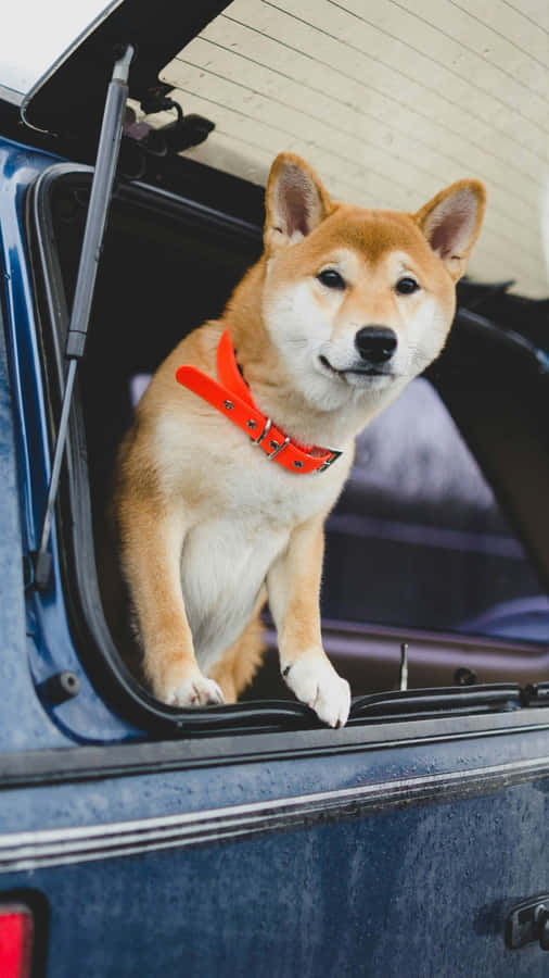 Shiba Inu Road Trip Wallpaper