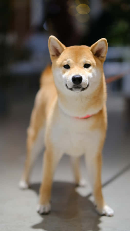 Shiba Inu Standing Proud Wallpaper
