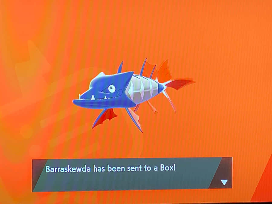 Shiny Barraskewda On Orange Background Wallpaper