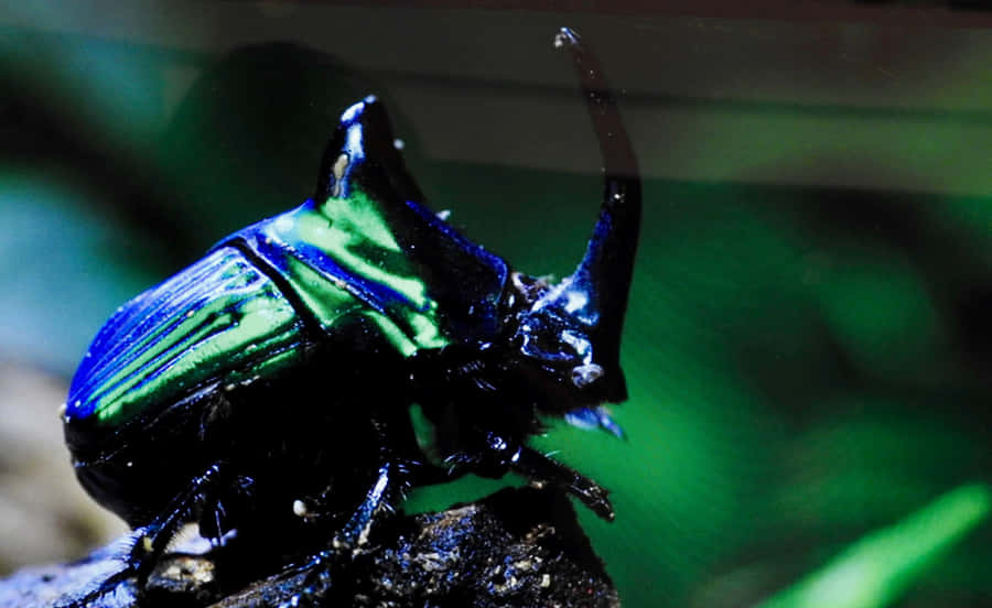 Shiny Rhinoceros Beetleon Branch Wallpaper