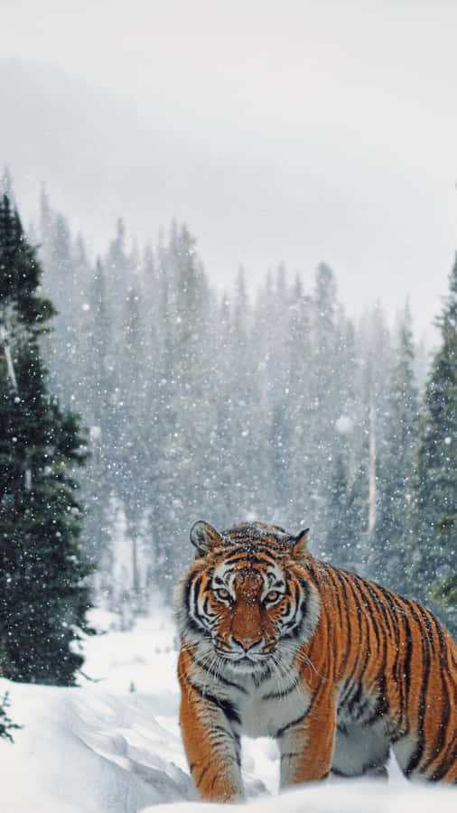 Siberian Tigerin Snowy Forest Wallpaper