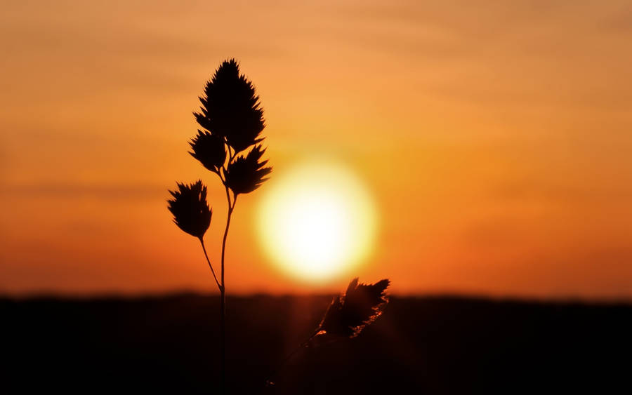 Silhouette Of A Grass Plant Against The Sunset Wallpaper