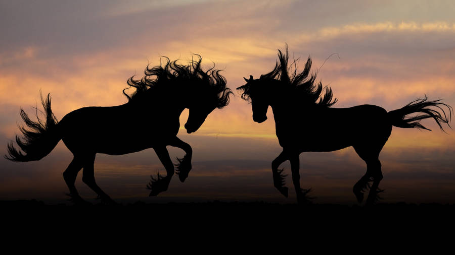 Silhouette Of Majestic Beautiful Horses Wallpaper