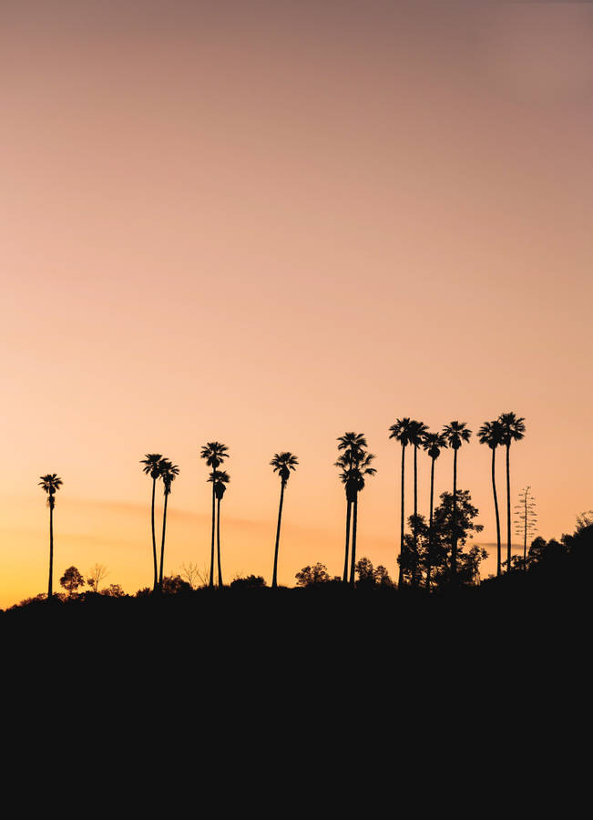 Silhouette Palm Trees Wallpaper