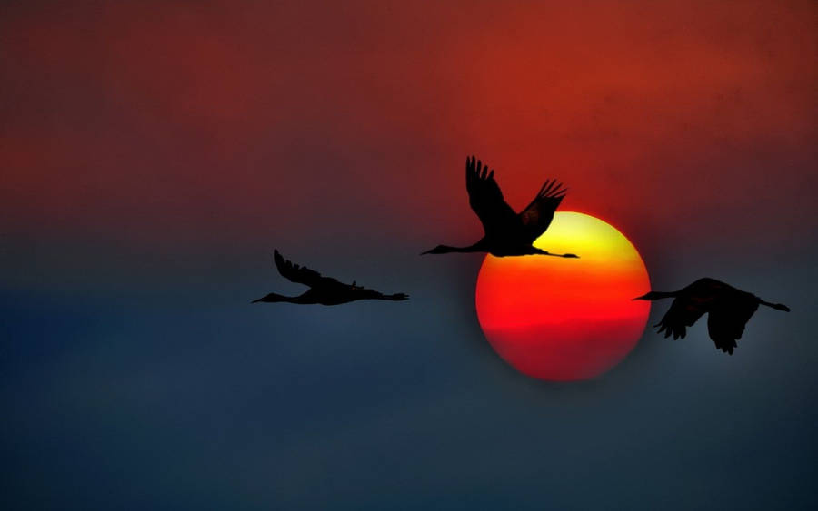 Silhouetted Birds Flying And Orangish Sun Wallpaper