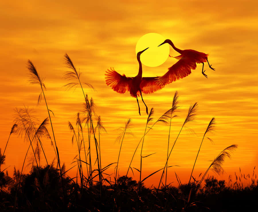 Silhouetted Heronin Sunset Sky Wallpaper