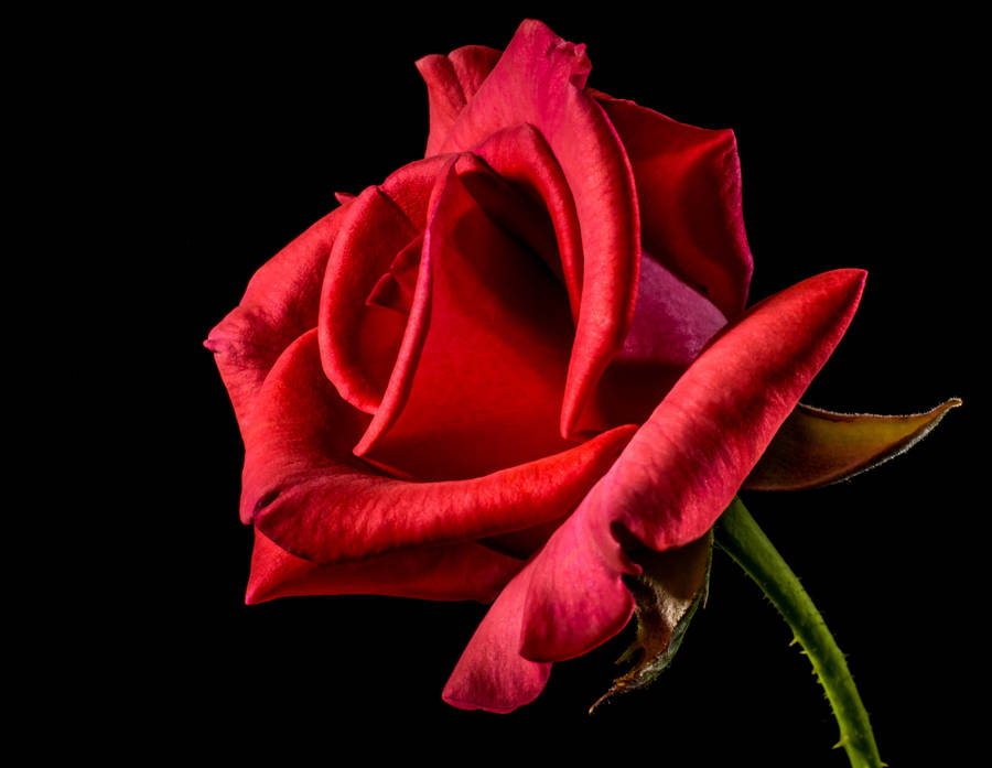 Single Stem Of Red Rose Wallpaper