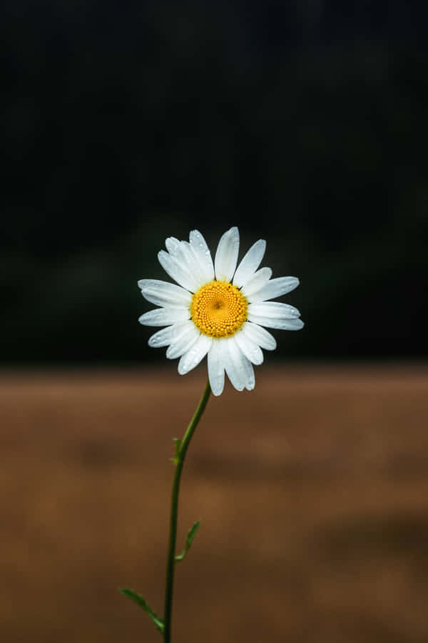 Singular Aesthetic Daisy [wallpaper] Wallpaper
