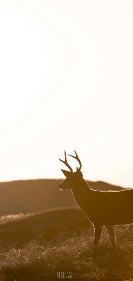 Singular Deer Silhouette [wallpaper] Wallpaper