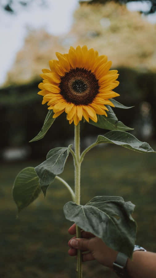 Singular Hand Holding Sunflower [wallpaper] Wallpaper