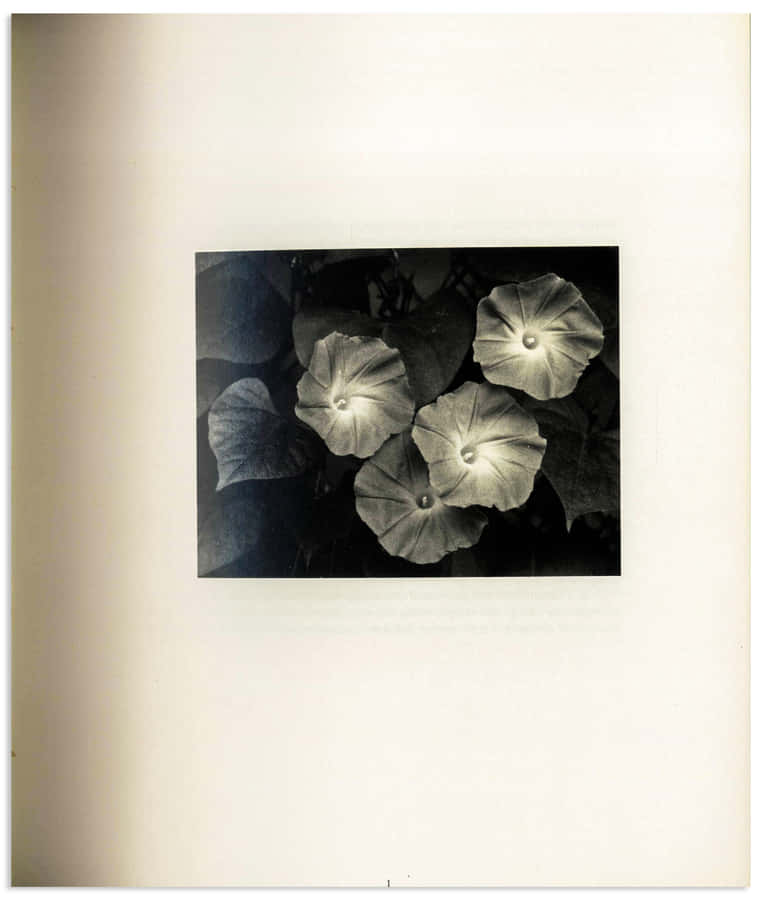 Singular Page With Flowers [wallpaper] Wallpaper