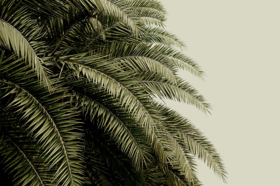 Singular Pine Leaves [wallpaper] Wallpaper