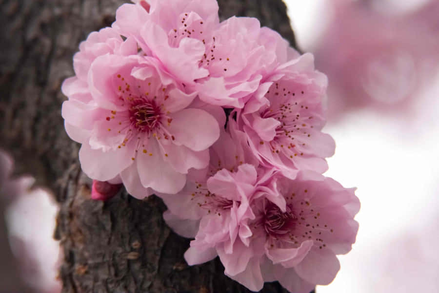 Singular Pink Flowers [wallpaper] Wallpaper