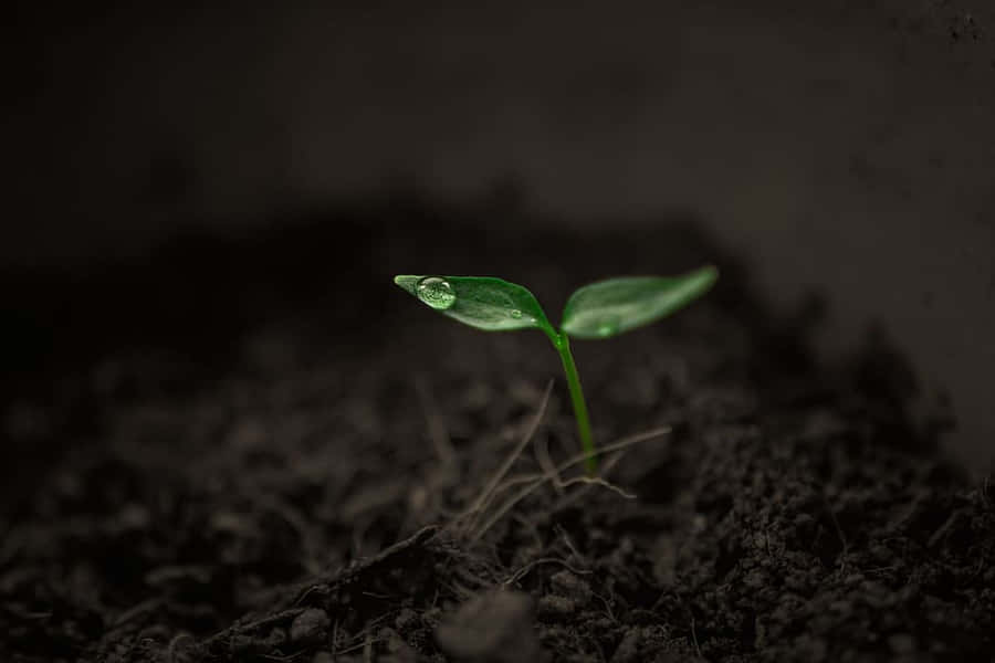 Singular Plant Growing [wallpaper] Wallpaper
