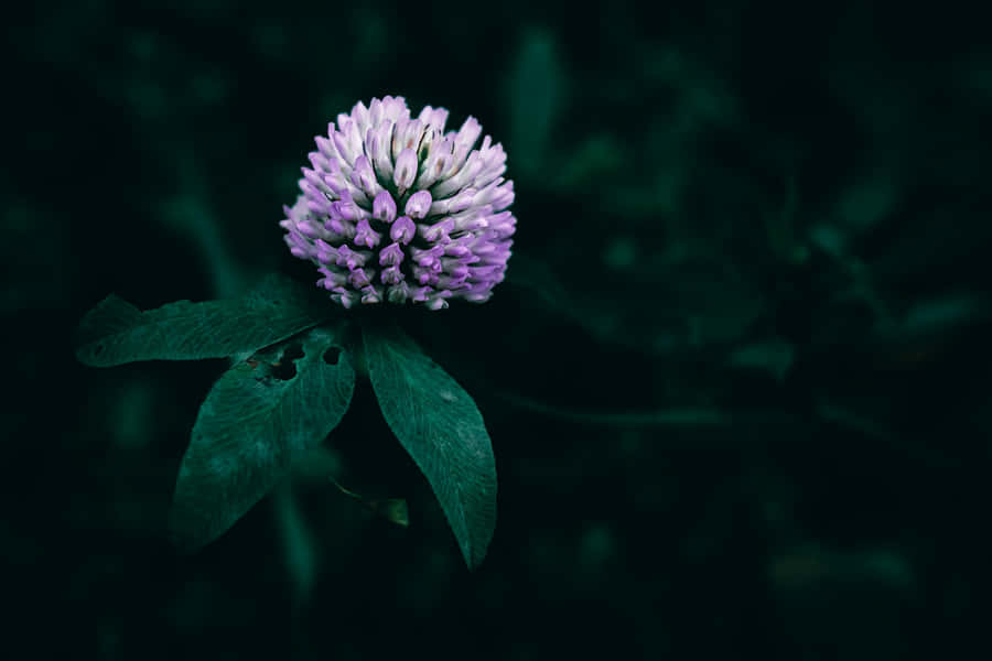 Singular Purple Clover Bloom Dark Background.jpg Wallpaper