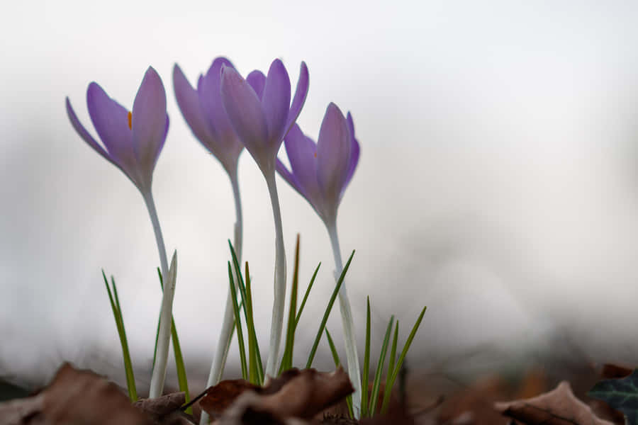 Singular Purple Flowers [wallpaper] Wallpaper