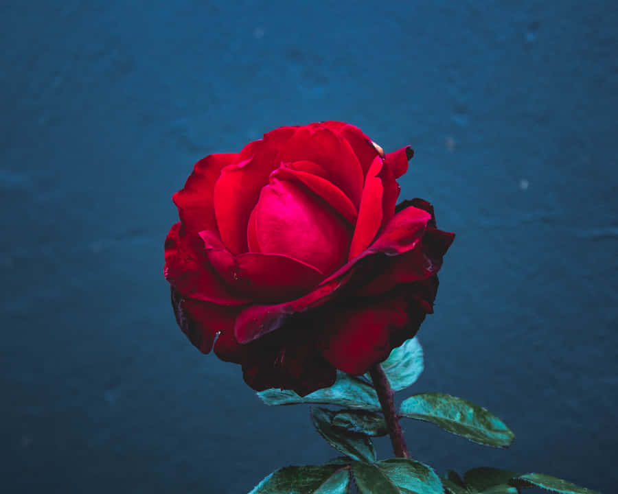 Singular Red Rose [wallpaper] Wallpaper
