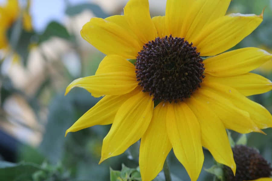 Singular Sunflower Zoomed In [wallpaper] Wallpaper