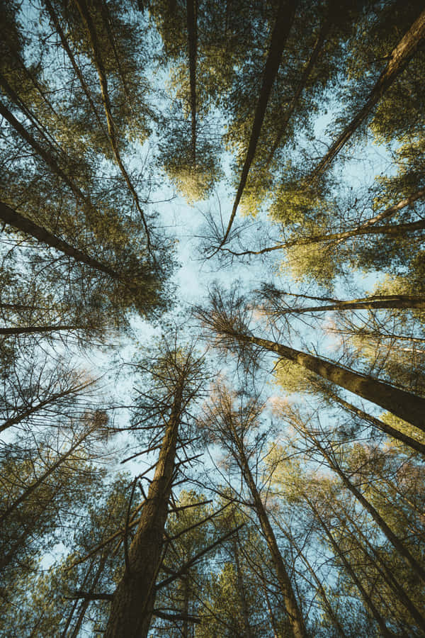 Skyward Forest Canopy View.jpg Wallpaper
