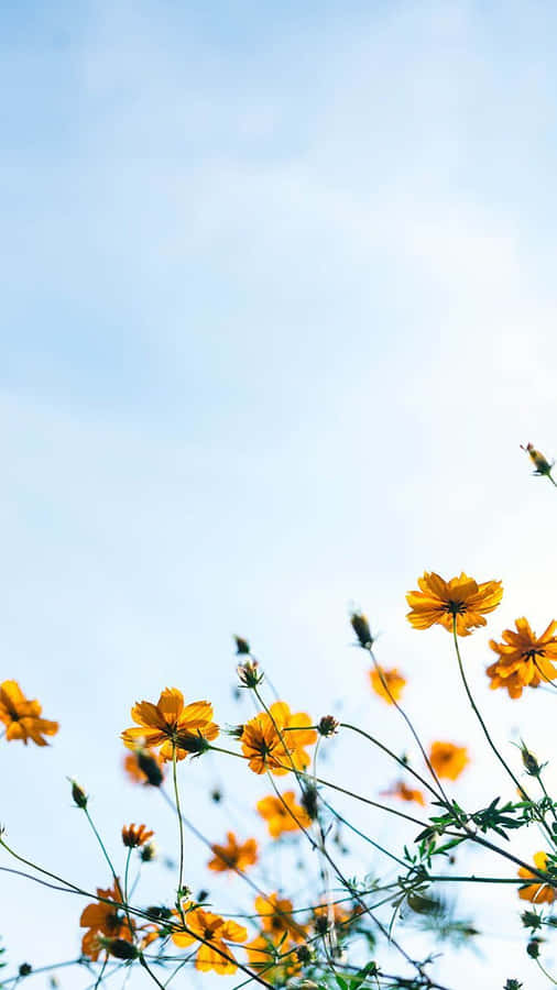 Skyward Yellow Cosmos Blooms Wallpaper
