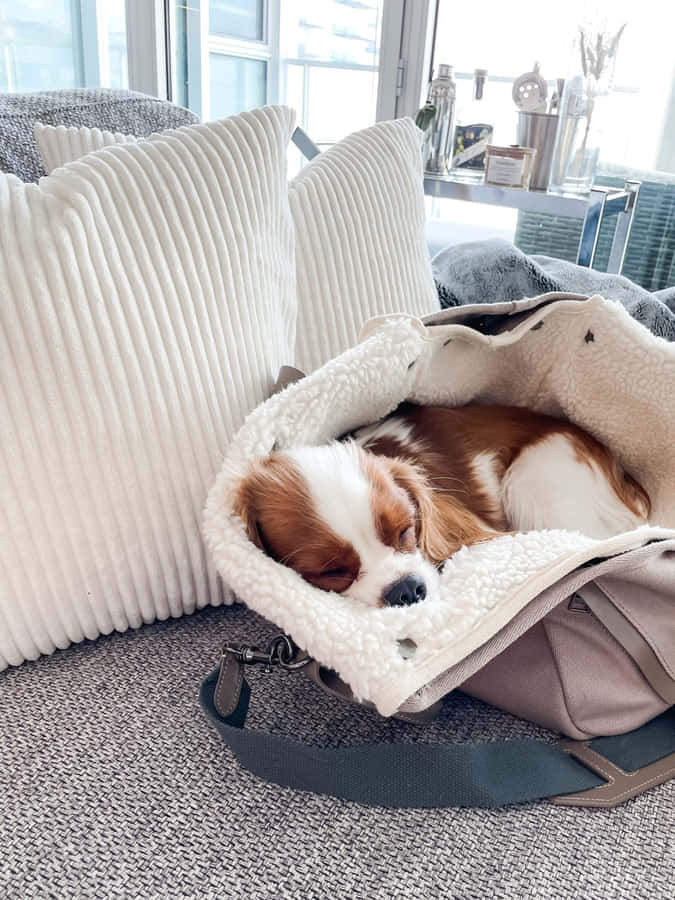 Sleeping Cavalier King Charles Spanielin Bag Wallpaper