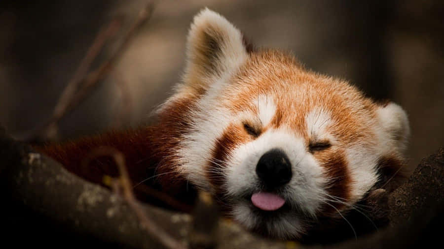 Sleeping Red Panda Laptop Wallpaper