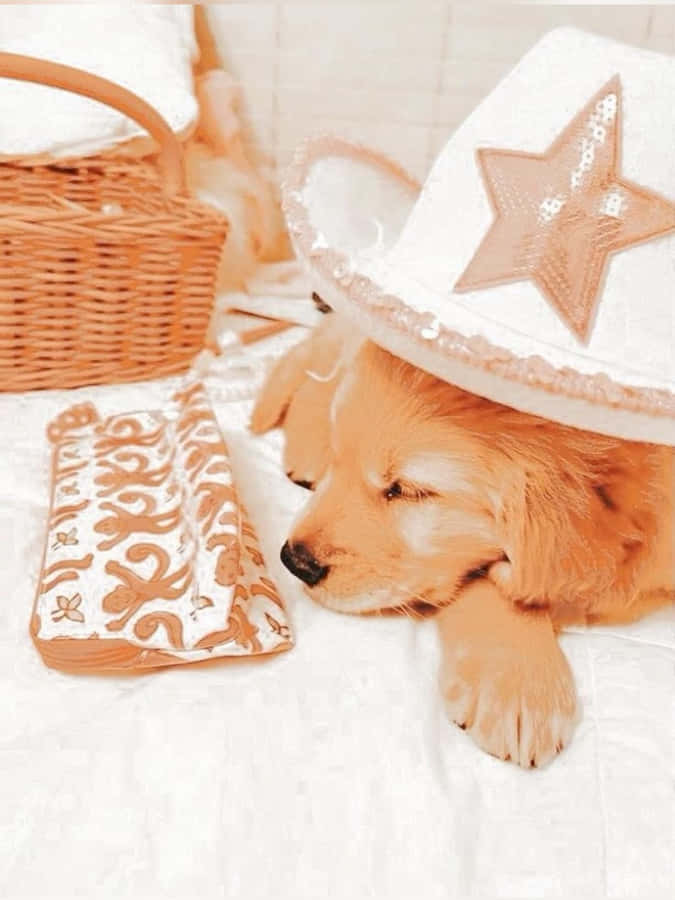 Sleepy_ Preppy_ Pup_with_ Hat Wallpaper