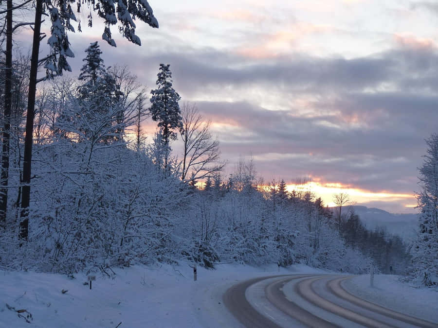 Sleet Covering A Roadside Forest Wallpaper