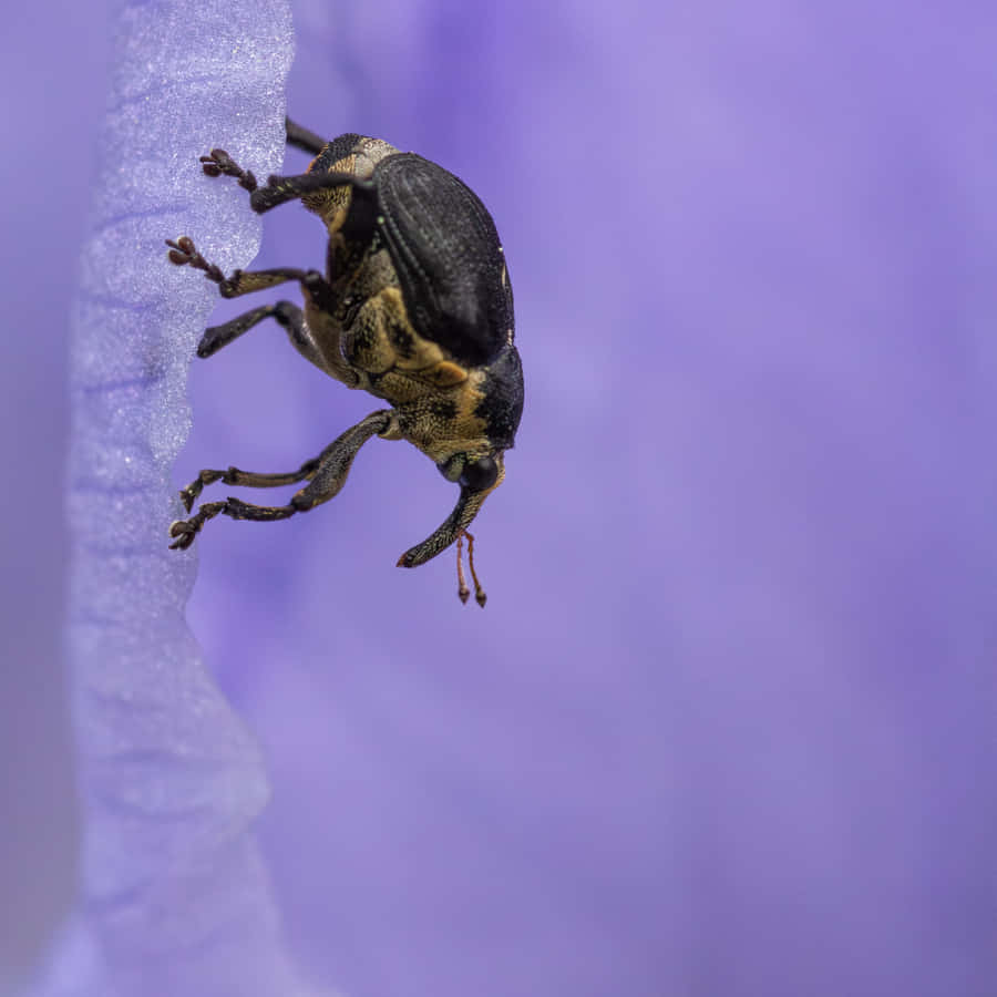 Snout Beetleon Purple Flower Wallpaper