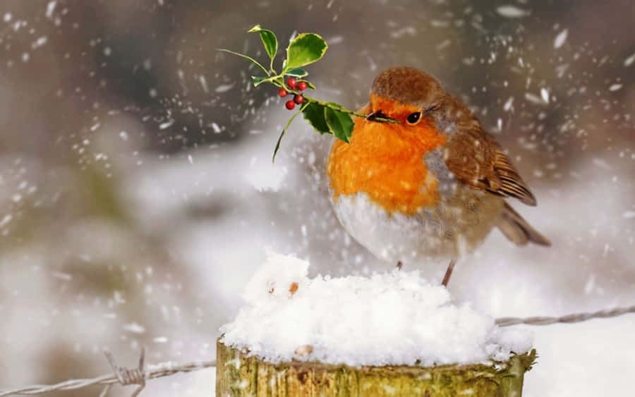 Snow Bird Resting On A Branch During Winter Wallpaper