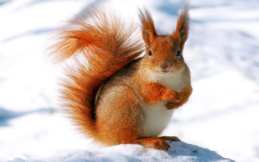 Snow-covered Wildlife In Winter Wonderland Wallpaper