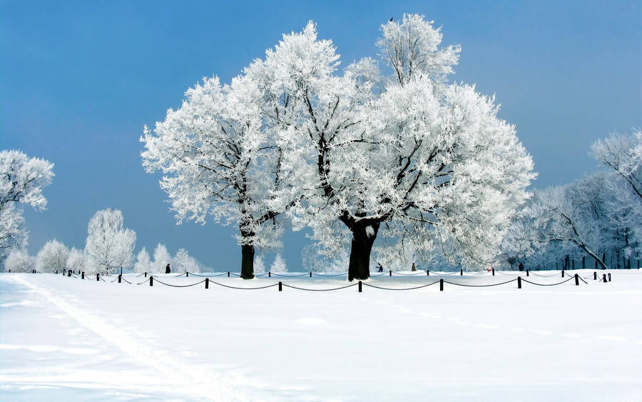 Snow Desktop Winter Trees Wallpaper