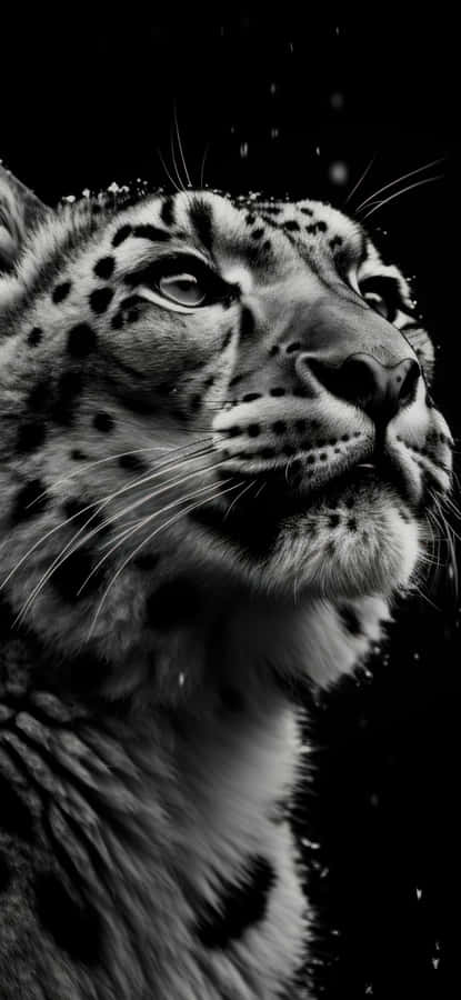 Snow Leopard Close Up Wallpaper