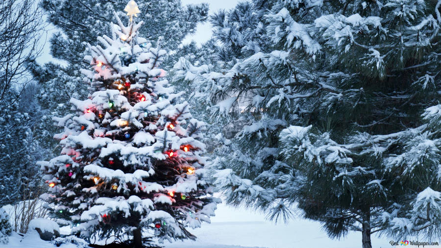 Snowy Christmas Lights Wallpaper