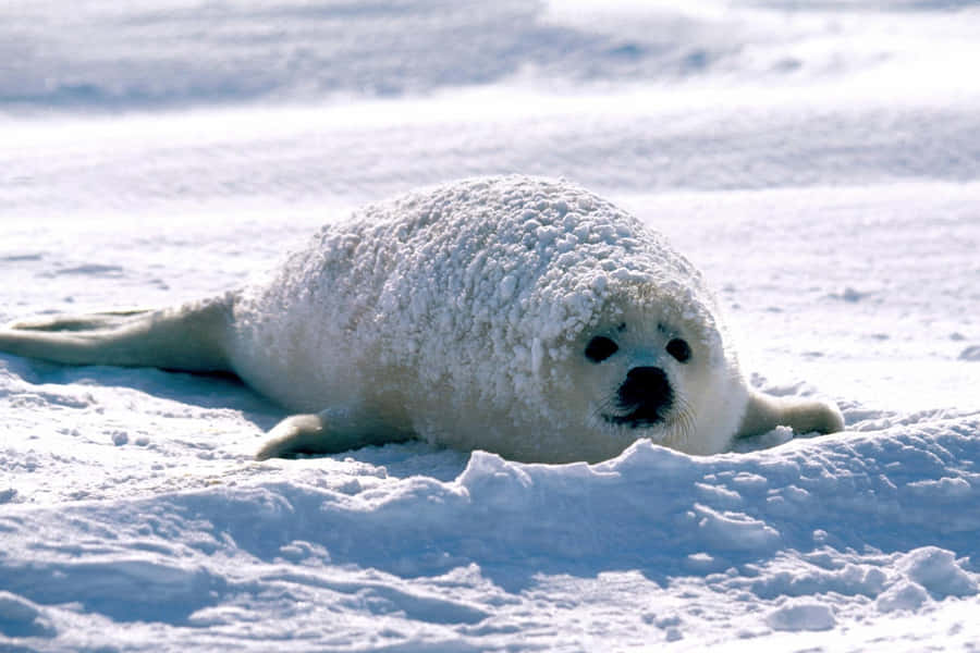 Snowy Harp Seal Pup Wallpaper